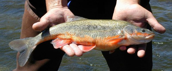 Protected Species – Roundtail Chub