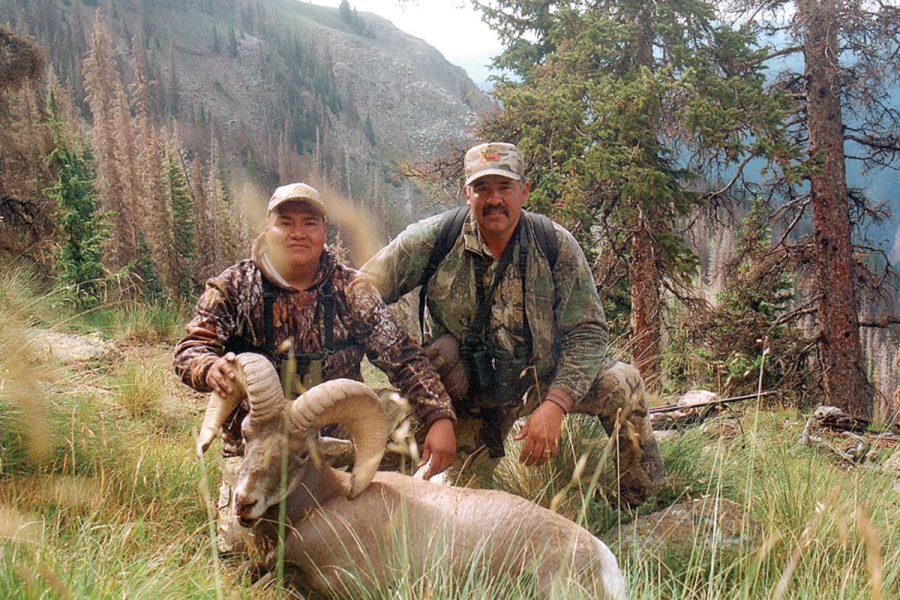 Bighorn Sheep