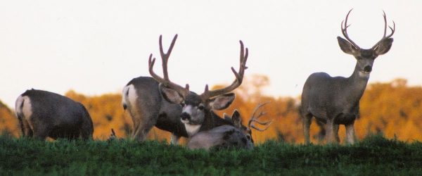 Mule Deer Bucks