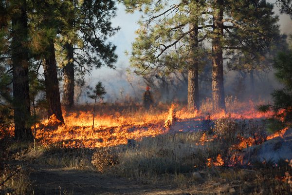 Prescribed Burn