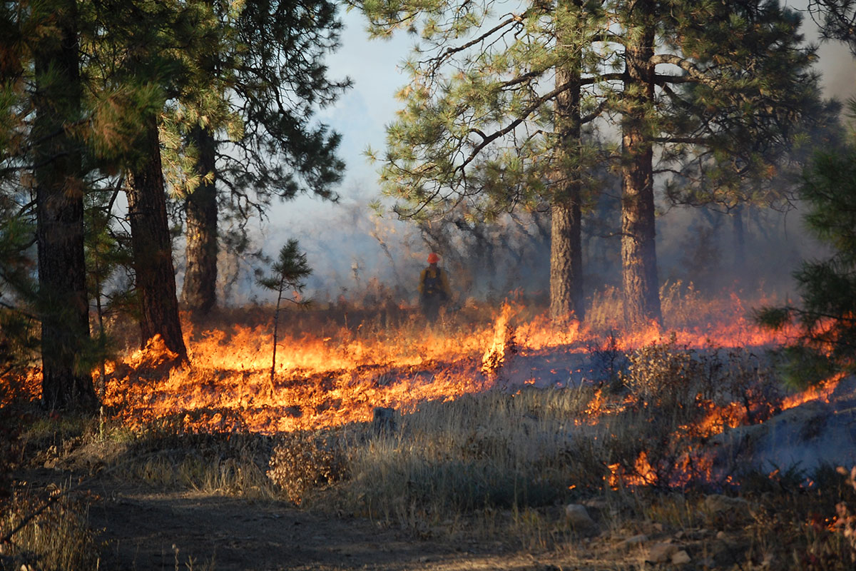 Prescribed Burn