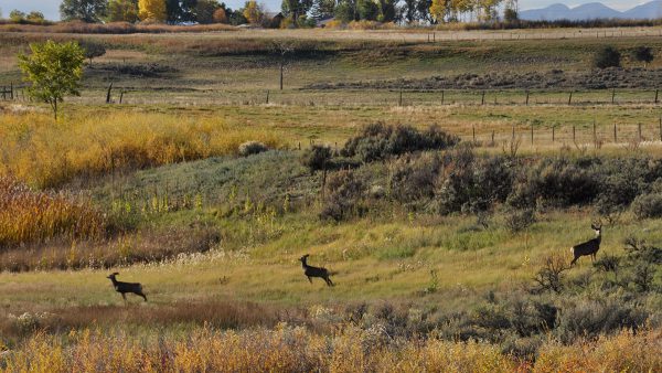 Deer on the reservation