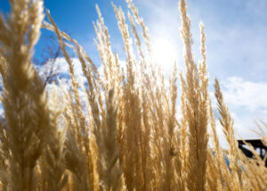 Grass, sun and blue sky