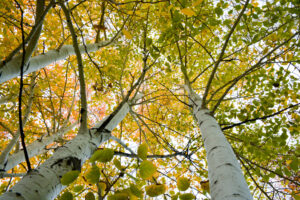 Aspen Trees in the Fall