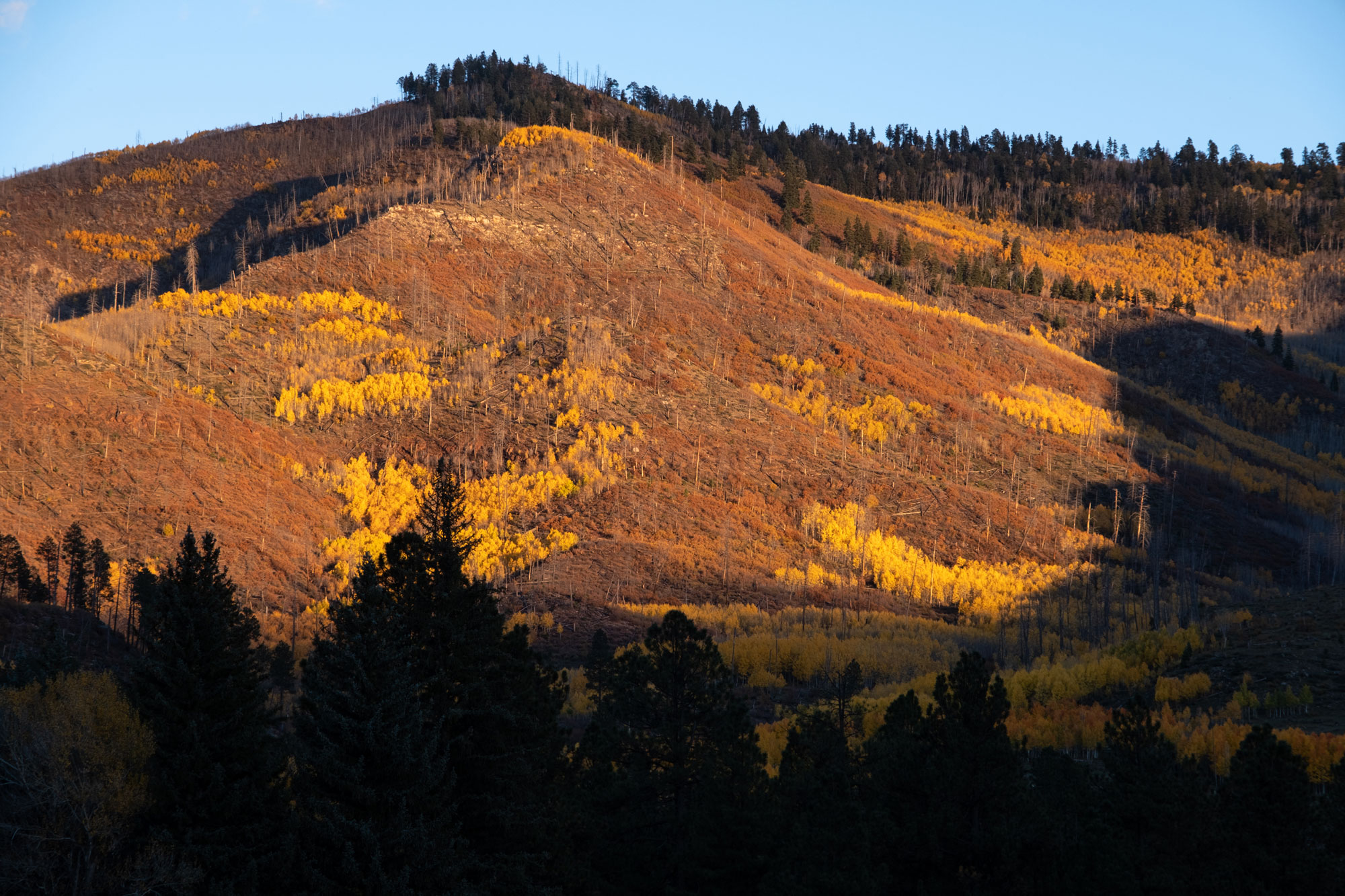 Vallecito Forest in Evening Sunlight in Autumn